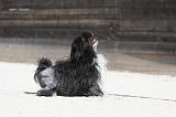 PETIT CHIEN LION 204